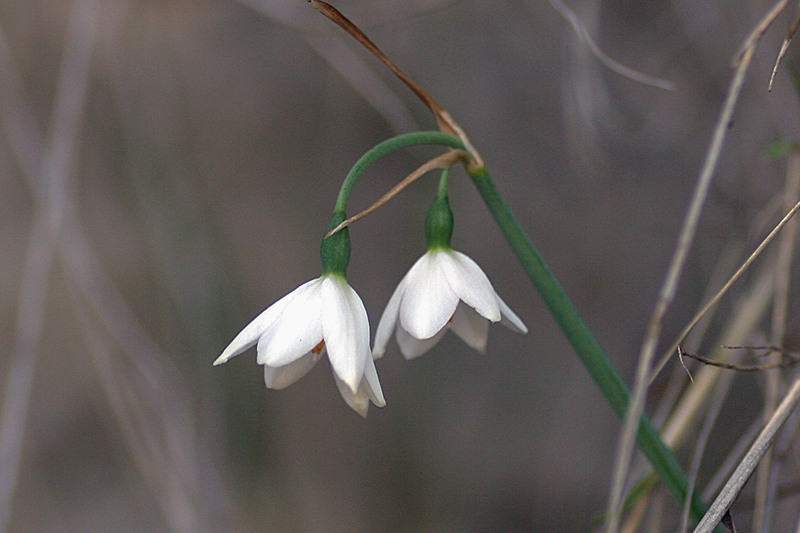 Leucojum nicaeense  / Campanellino nizzardo.